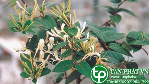 Kim dại làm thuốc hạ nhiệt, chữa mọn nhọt, mẩn ngứa