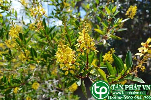 Kim đồng làm chắc huyết quản