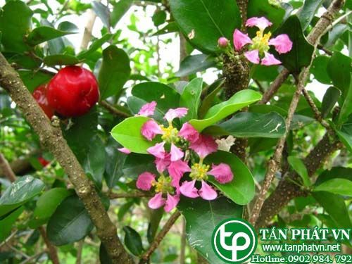 Kim đồng nam chữa lỵ, ỉa chảy, rối loạn chức năng gan