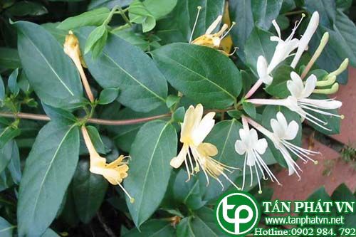 Kim ngân hoa thuốc tiêu độc, chữa ngứa mắt, mẩn tịt