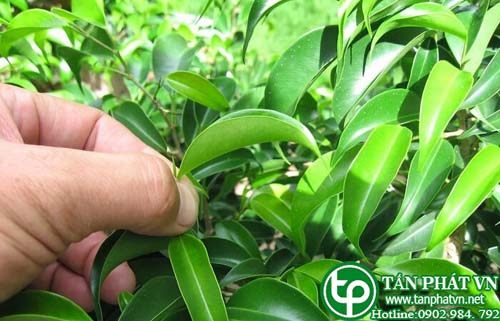 Lá móng giúp tán ứ, hoạt huyết