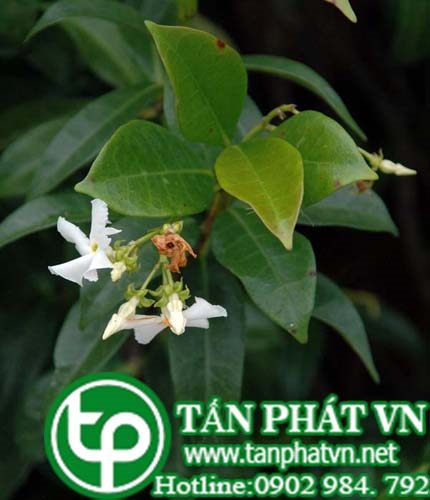 Lạc thạch lông gỉ trị đòn ngã tổn thương