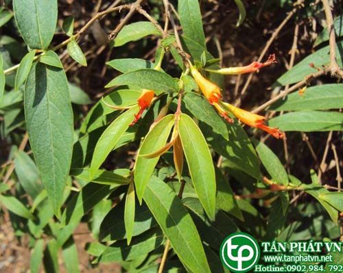 Lâm phát có tác dụng điều kinh hoạt huyết