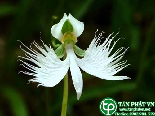Lan bạch hạc giúp tư âm nhuận phế, ngưng ho làm long đờm