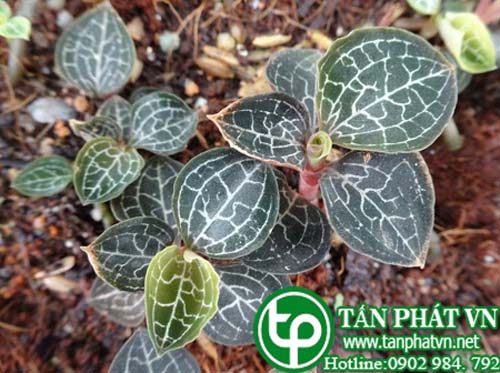 Lan gấm có tác dụng tư âm nhuận phế, làm mát phổi