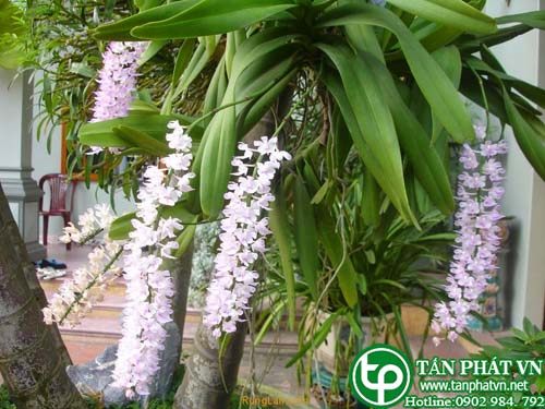 Lan giáng hương sắc nước cho trẻ em bị gầy yếu suy dinh dưỡng uống