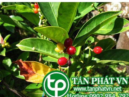 Lấu bà chữa băng huyết
