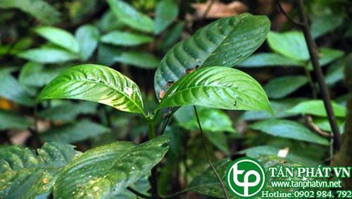 Lấu núi dùng làm thuốc đắp vết loét và sưng