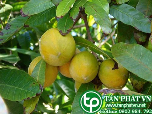 Lêkima