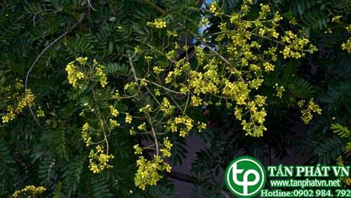 Lim vang làm thuốc trị ho