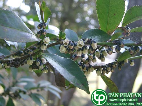 Linh Chân trà Nhật giúp trị bệnh ngoài da
