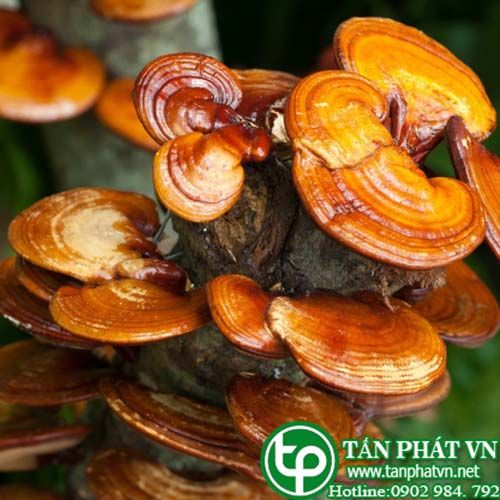 Linh chi giúp tăng sự miễn dịch của cơ thể