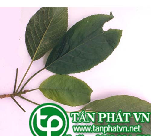Lộc mại nhỏ trị táo bón, đau bụng, lỵ