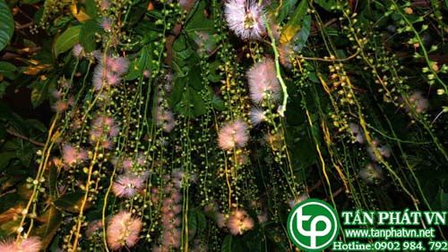Lộc vừng hoa chùm dùng trị ho và hen suyễn