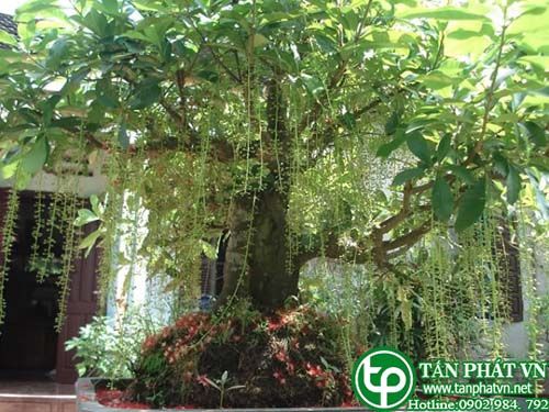 Lộc vừng thường dùng chữa đau bụng, sốt, ỉa chảy