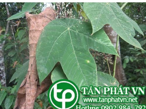 Long màng giúp trị đau dạ dày