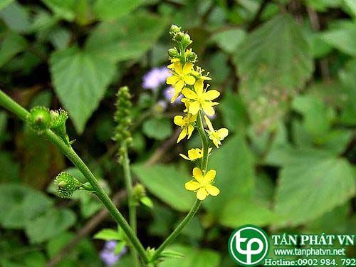 Long nha thảo giúp chữa đại tiện ra máu