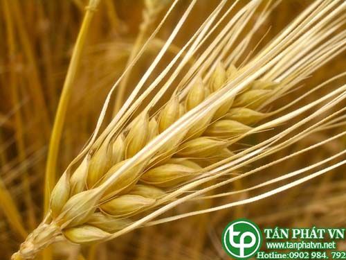 Lúa mạch giúp tiêu hoá, lợi tiểu, lợi sữa