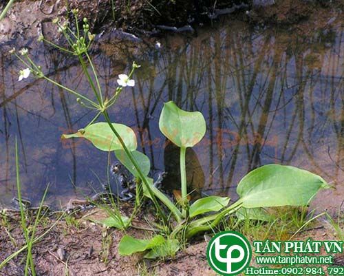 Mã đề nước chữa phù nhũng, hen suyễn, lao phổi