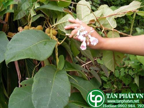 Mã liên an chữa dạ dày, ruột quặn đau, cảm mạo