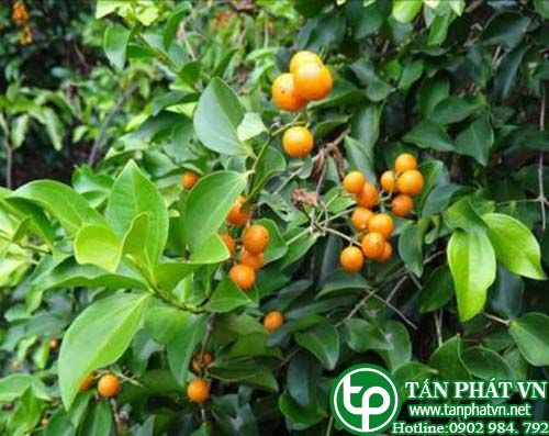 Mã tiền cành vuông chữa suy nhược thàn kinh, tiêu hóa kém