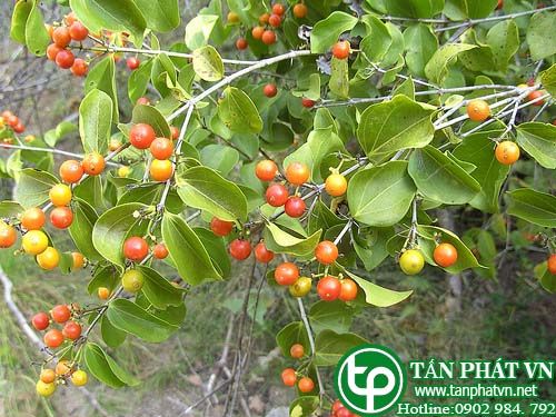 Mã tiền hoa nách được dùng làm thuốc nhuộm, rễ làm thuốc