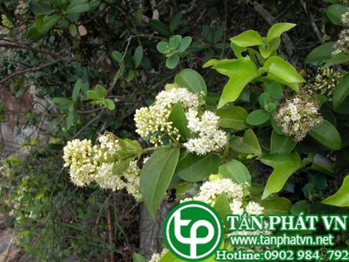 Mã tiền hoa tán được sử dụng như mã tiền