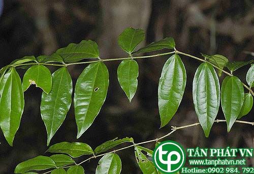 Mã tiền Trung Quốc chữa đau đầu, tâm khỉ thống, dao chém