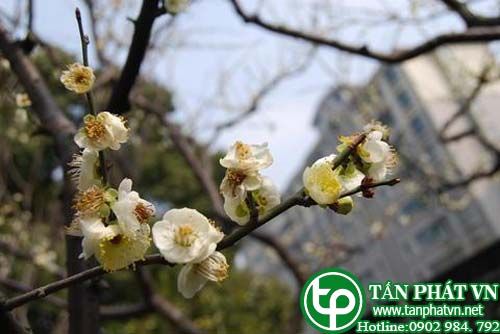 Mai dùng chữa uất muộn tâm phiền, can vị khí thống