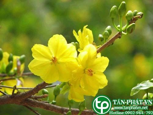 Mai vàng làm thuốc bổ đắng, lợi tiêu hóa