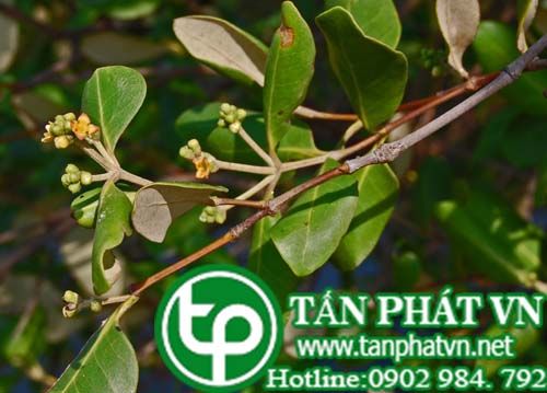 Mắm đen làm thuốc trị lỵ