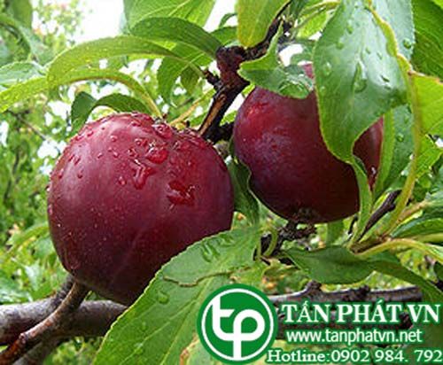 Mận chữa đau nhức xương, máu ú, chữa bị thương