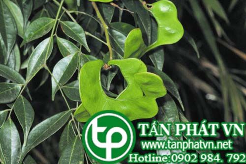Mán đỉa trâu có tác dụng tiêu thũng, khư thấp