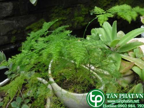 Măng leo làm thuốc thông tiểu, trị lao phổi