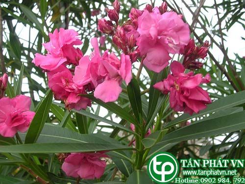 Mặt cắt chữa sỏi bàng quang, viêm tuyến vú sơ khởi
