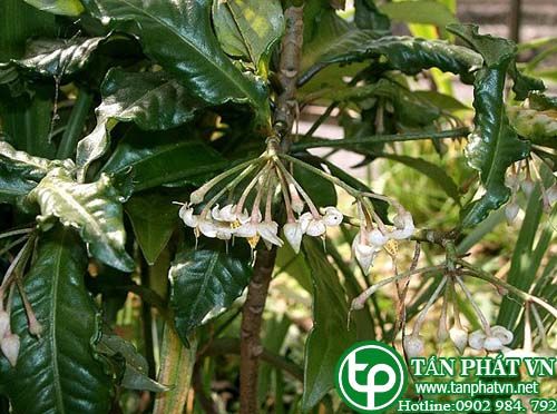 Mật đất chữa đau bụng, phong thấp