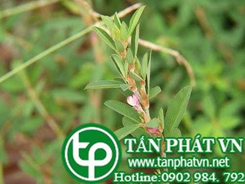 Mắt gà trị cảm mạo phong nhiệt, mắt đỏ sưng đau, rồi loạn tiêu hóa