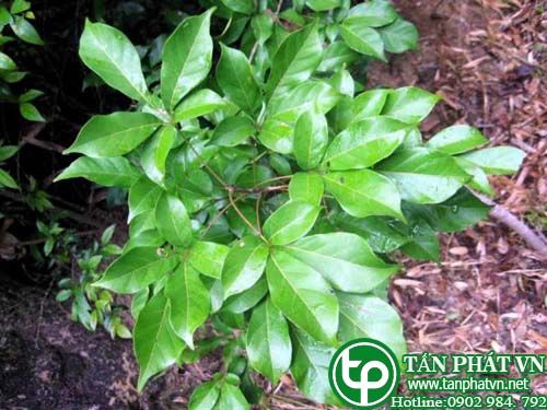 Mẫu kinh năm lá chữa phong thấp, hen suyễn, cảm mạo