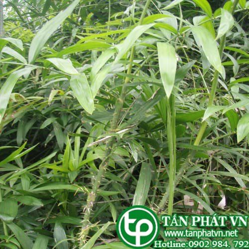 Mây dẻo trị bệnh về buồng trứng