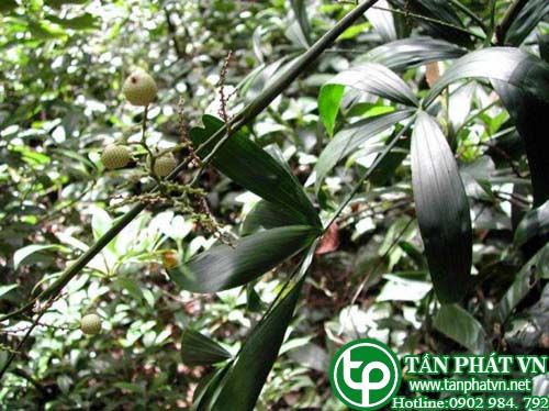 Mây mật dùng để ăn trầu