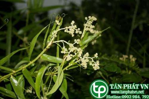 Mây vọt giúp lợi tiểu, chữa các vết thương