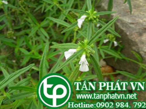 Mè đất nhám chữa cảm sất, ho, viêm ho hấp
