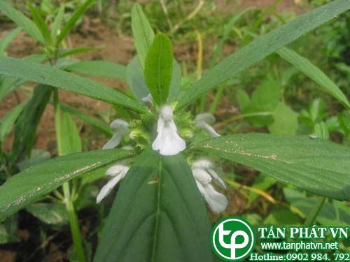 Mè đất trị cảm mạo, ho, phong nhiệt, dạ dày