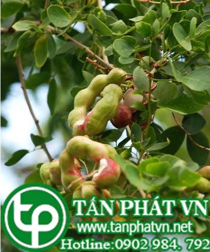 Me nước dùng trị sốt rét