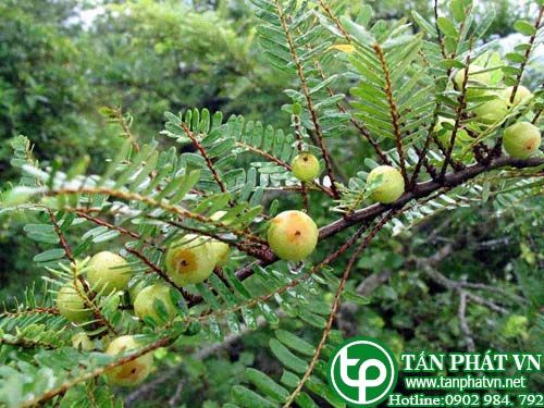 Me rừng chữa cảm mạo, đau họng, đái đường