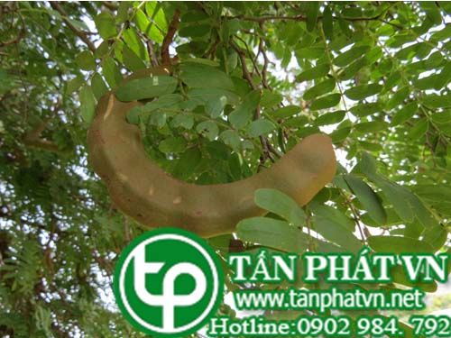 Me trị sốt rét, giúp tiêu hóa tố, trị ỉa chảy