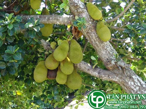 Mít chữa không tiêu, ỉa chảy, sưng hạch