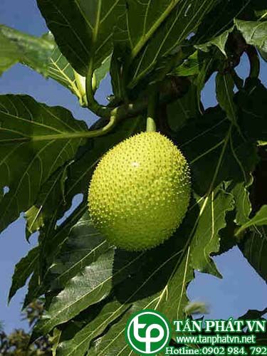 Mít nài quả ăn được, làm nước nhuộm