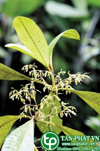 Mỏ bạc rẽ dùng nấu nước cho phụ nữ sing đẻ