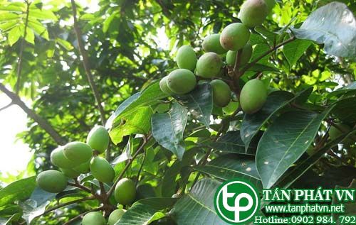 Mỏ chim dùng làm thuốc chữa vàng da